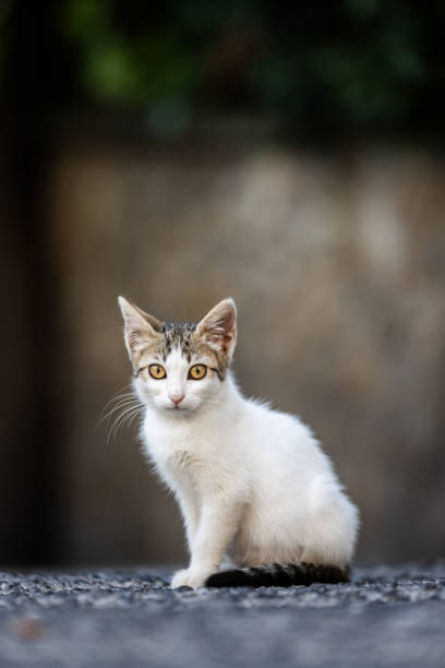 Tabby-white stray kitten. Street kitten is standing on the street. stray cat stock pictures, royalty-free photos & images