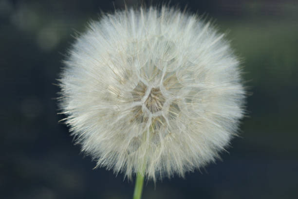 istock dandelion. Taraxacum Erythrospermum. 2159987311