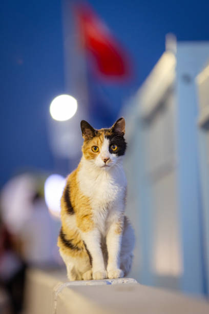 Multi colored stray cat with twilight background.