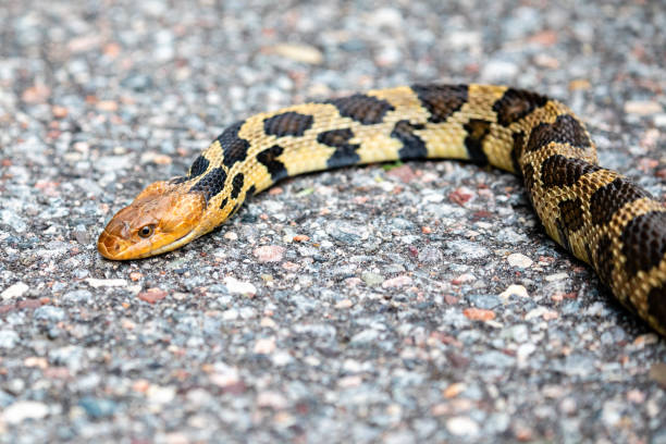 istock Eastern Fox Snake (Elaphe vulpina) crossing the road 2159988232