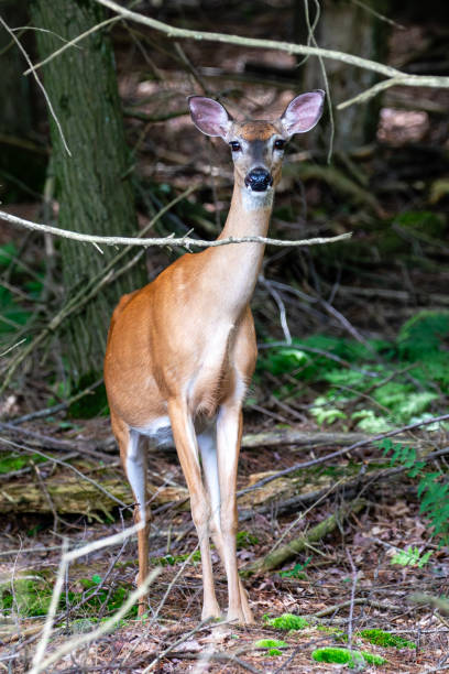 istock White-tailed deer (Odocoileus virginianus) Doe in late June. 2159988255