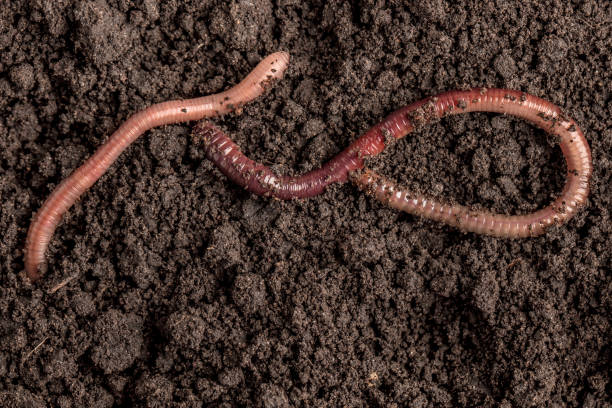istock Earthworms in the soil 2159988563