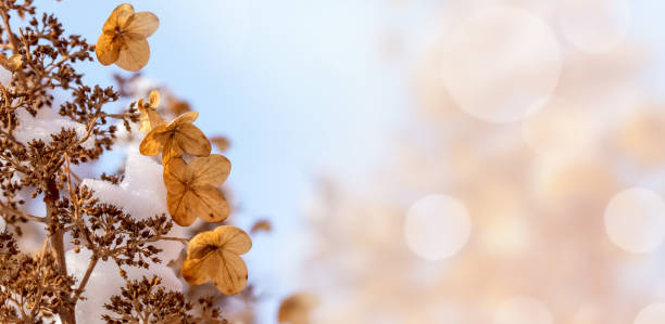 Dry flowers of hydrangea covered by snow on a defocused garden background with beautiful bokeh light. Space for copy.