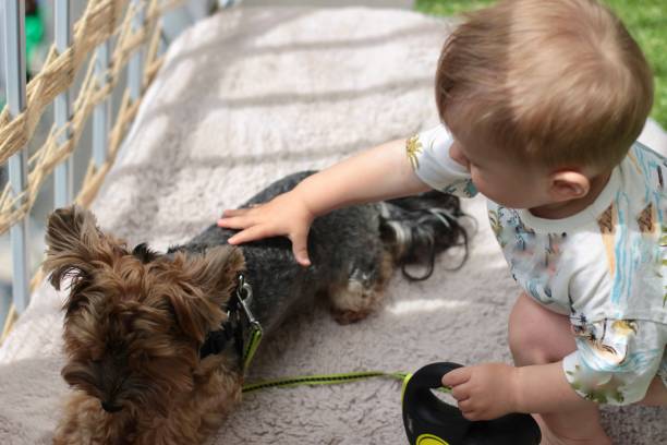 istock A small child strokes a pet Yorkie dog while playing with him 2159991277