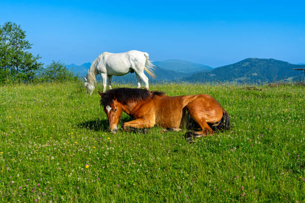 istock Horses on green meadow 2159991414