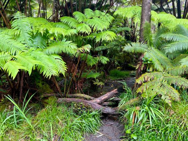 Thurston lava tube loop bridge entrance, Pahoa -Kea'au, Hawaii