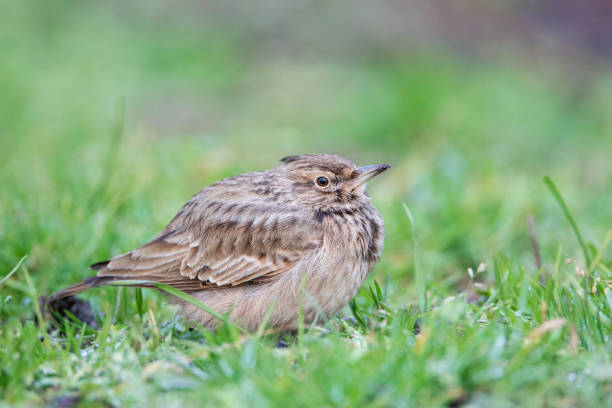 istock Crested Lark (Galerida cristata) in the Netherlands 2159992092
