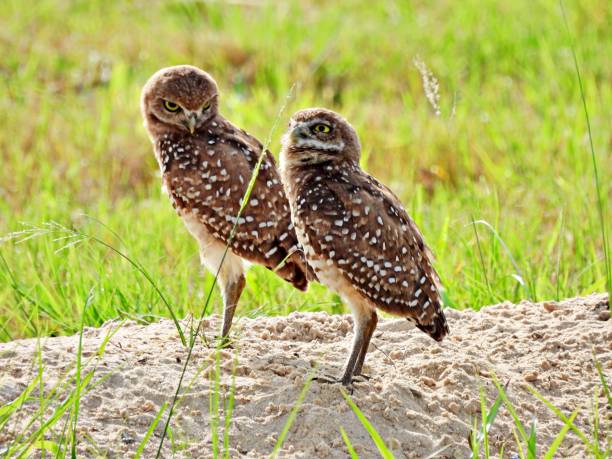 istock Burrowing Owls (Athene cunicularia) - resting in the sand 2159993530