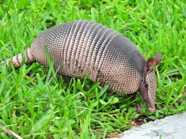 istock Armadillo also known as Dasypodidae 2159993719