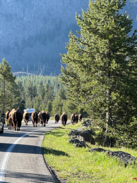 istock Bison at Yellowstone National Park 2159994085