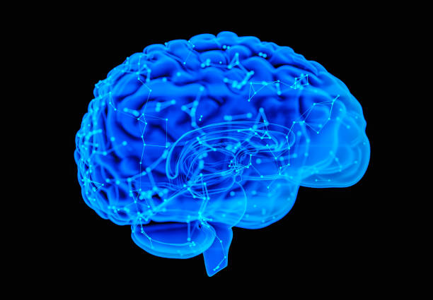Human Brain X-Ray: Anatomy, Medicine and Science concept.
