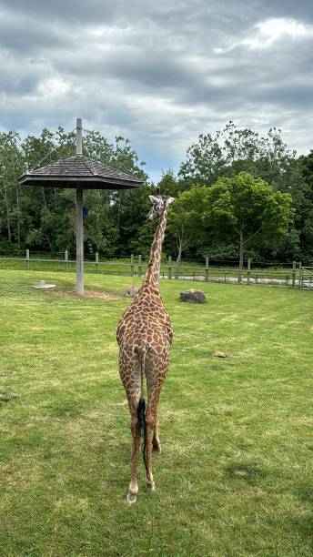 istock Giraffe in Spacious Zoo Enclosure 2159996712