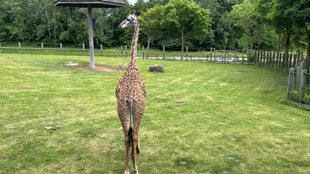 istock Giraffe in Spacious Zoo Enclosure 2159996714