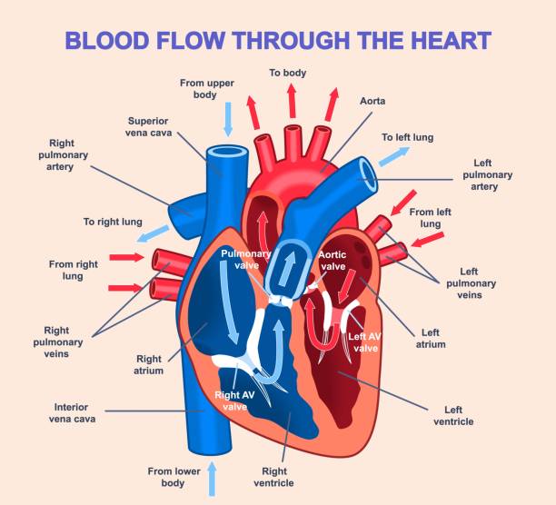 Blood flow through heart. Medical infographics with circulation of arterial and venous blood through vessels and chambers of heart. Cross section of human heart. Flat vector illustration Blood flow through heart. Medical infographics with circulation of arterial and venous blood through vessels and chambers of heart muscle. Cross section of human heart. Flat vector illustration valve direction stock illustrations