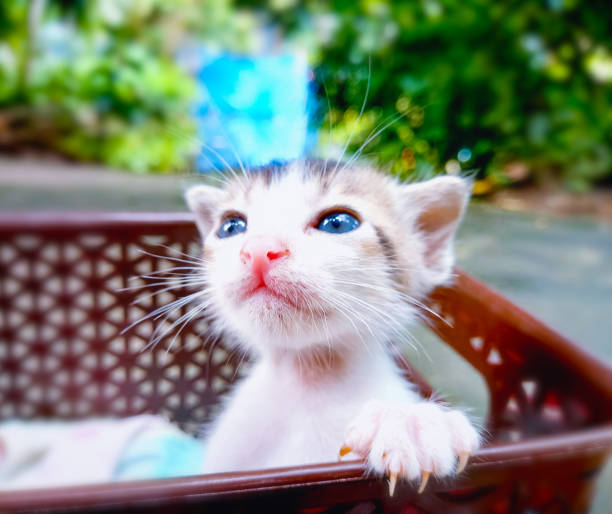 A young cat curiously peeked out from behind the natural background.