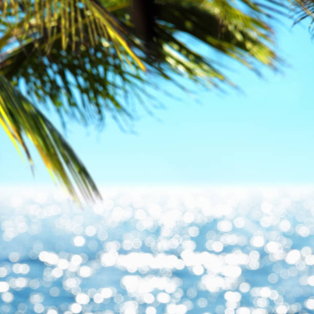 Close up palm tree leaf over blue seascape