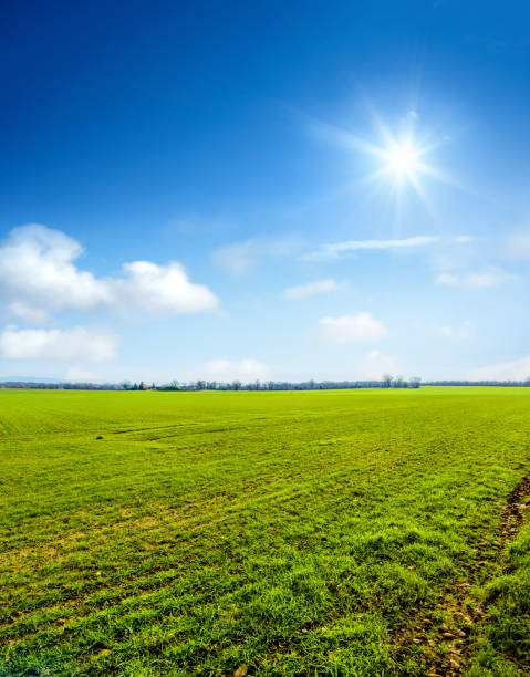 Large green agricultural field in France