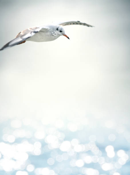 istock One seagull flying over shiny sea 2159998320