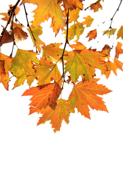istock Colorful autumn time shiny leaves over white background 2159998498