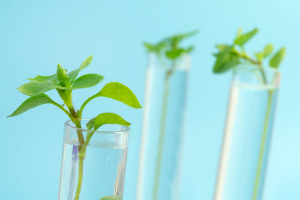 istock Genetically modified plant tested .Ecology laboratory exploring new methods of plant breeding on blue background. studying plants in the laboratory. Growing GMOs in the laboratory. 2160001605