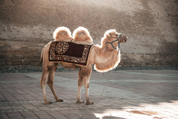 double-humped camel stands in the shade of a tree in front of an ancient fortress, Bukhara, Uzbekistan