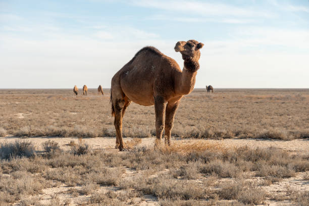 istock one camel in desert in Central Asia. camel thorns 2160002087
