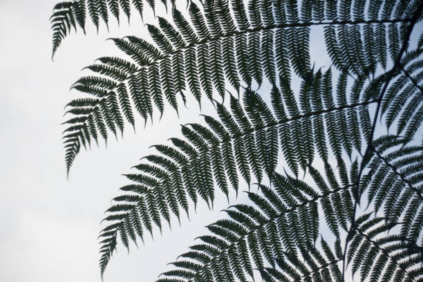 istock Abstract shape of leaf silhouette 2160004623