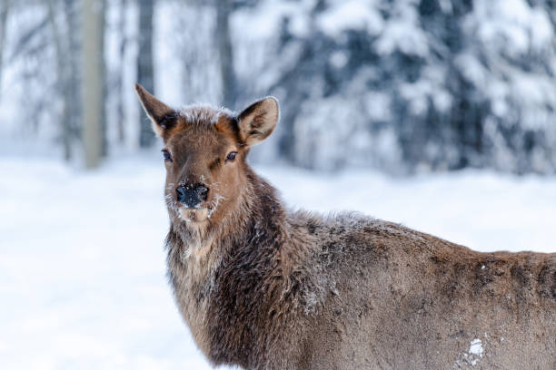 Cervus canadensis (Elk) wild seen in nature with white snow background