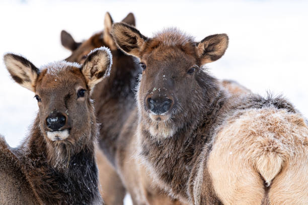 Cervus canadensis (Elk) wild seen in nature with white snow background