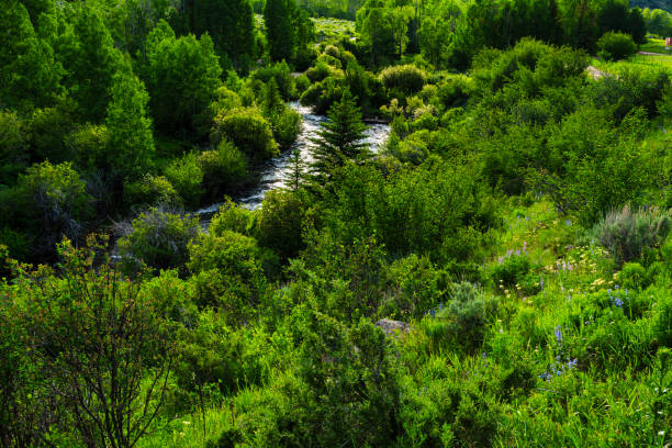 the stream flows through the grassland, with some rocks and pebbles on its banks. the surrounding vegetation is lush and green. there were also small fish swimming in it.