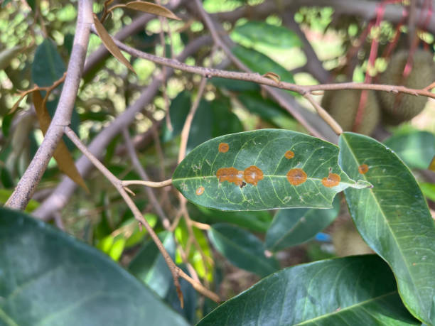 istock Algal spot disease on durian leaves. 2160006440