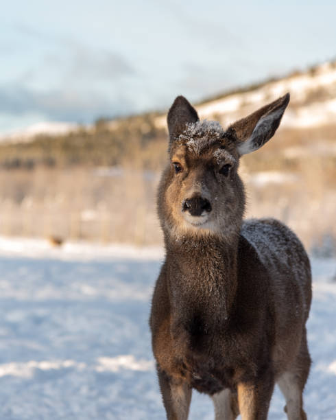 istock Odocoileus hemionus (Mule Deer) seen in winter time in northern Canada, Yukon Territory. 2160006826