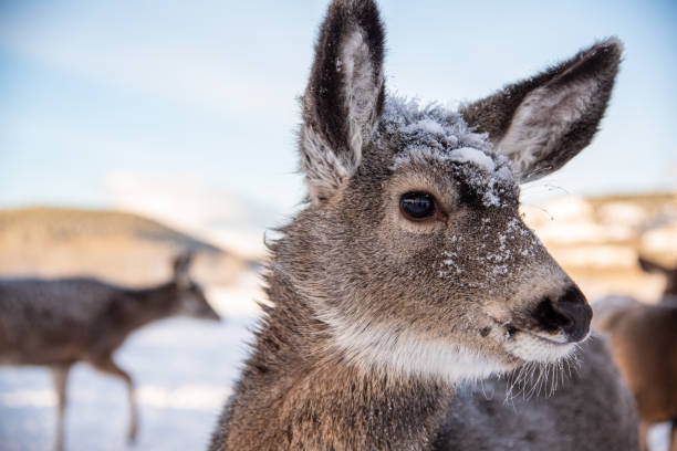 istock Odocoileus hemionus (Mule Deer) seen in winter time in northern Canada, Yukon Territory. 2160006841