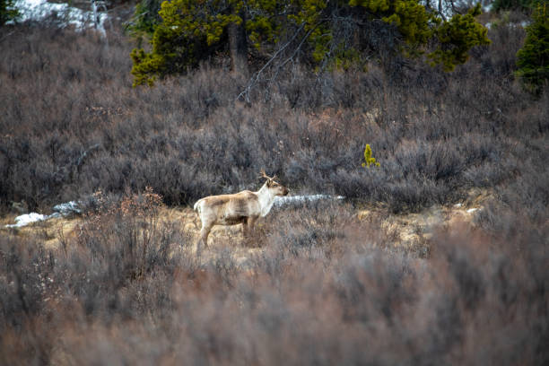 Adult caribou seen in the boreal forest of Canada from Yukon Territory during spring time with natural, wild environment in the outdoors.