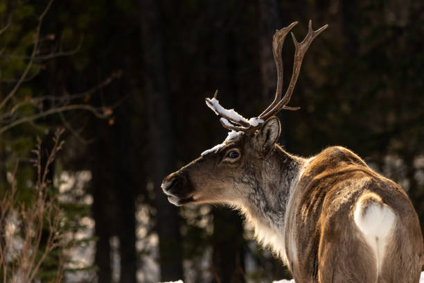 Caribou (Rangifer tarandus) seen in northern Canada during spring time