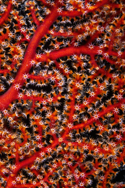istock Intricate patterns of a gorgonian sea fan 2160011670