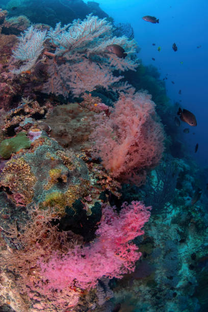 istock Reef scene with colourful soft coral and small fish 2160011709