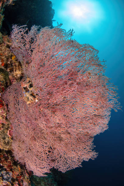 istock Gorgonian sea fan 2160011731