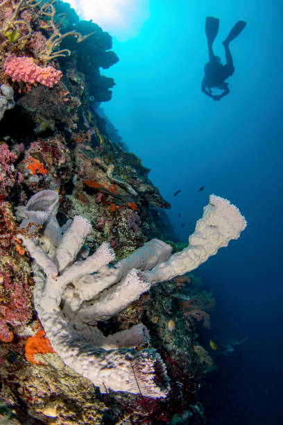 istock Scuba diving at the reef wall 2160011734