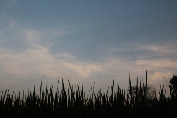 istock shadow of rice plant leaves 2160014800