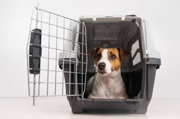 istock Jack Russell Terrier dog inside a cage for safe transportation with open door. 2160015190