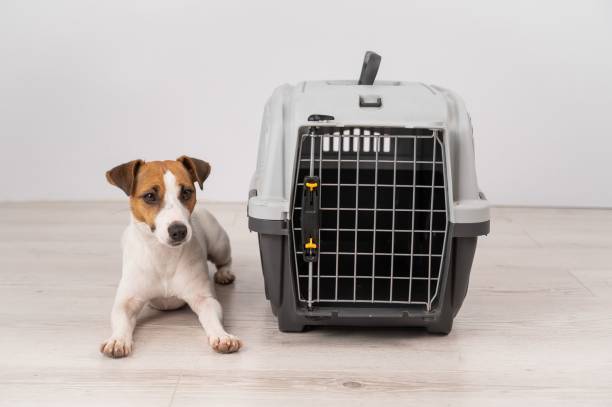 istock Dog sitting next to an open plastic carrier. 2160015240