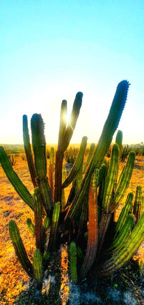 istock Nature, beauty and resilience 2160015258