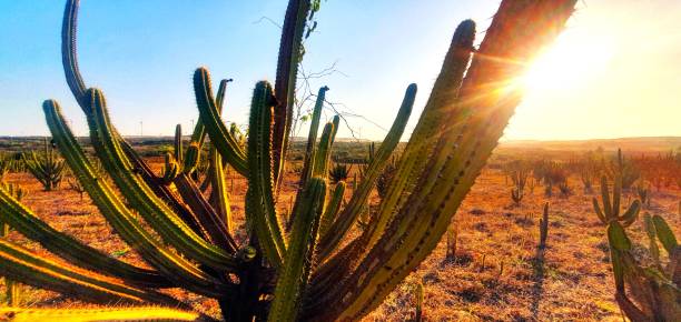 istock Nature, beauty and resilience 2160015260