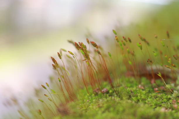 Natural background close up of moss
