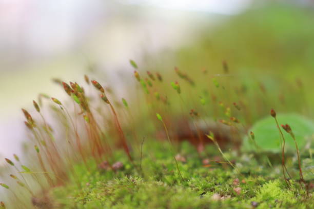 istock Natural background close up of moss 2160016359