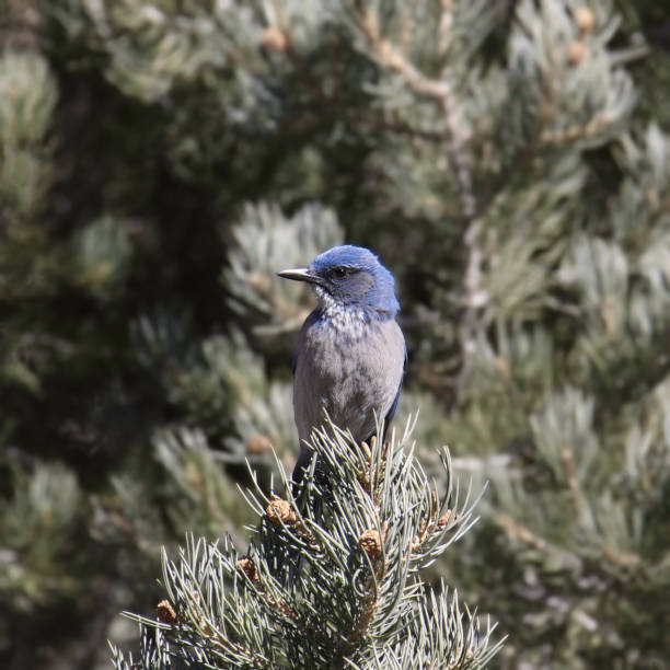 istock Woodhouse's Scrub Jay (aphelocoma woodhouseii) perched in an evergreen tree 2160017198