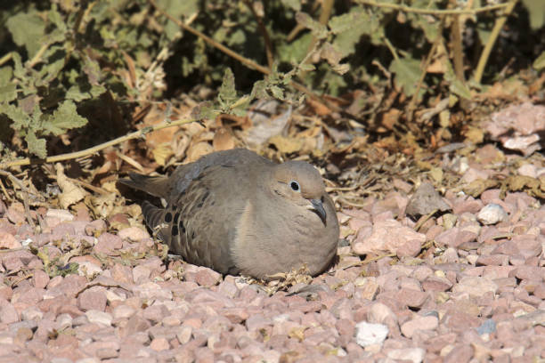 Mourning Dove (zenaida macroura) sitting on rocky ground