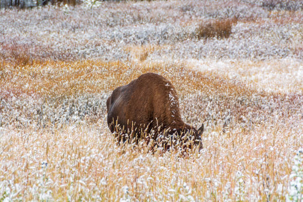 Capture the serene beauty of Yellowstone’s Lamar Valley as a herd of bison trudges through a pristine blanket of snow. This stunning winter landscape showcases the resilience of wildlife amidst the tranquil backdrop of one of America’s most iconic national parks.