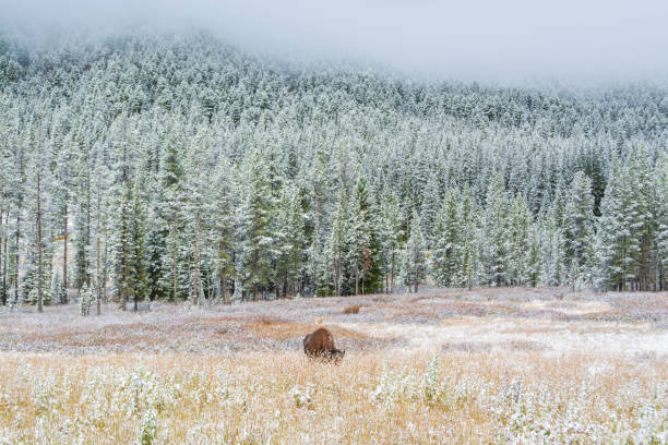 Bison in Yellowstone National Park
